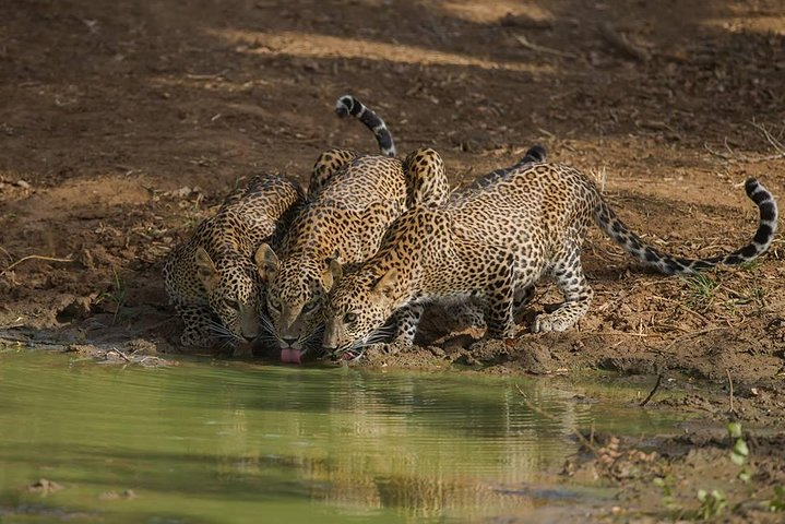 Leopards at Yala National Park